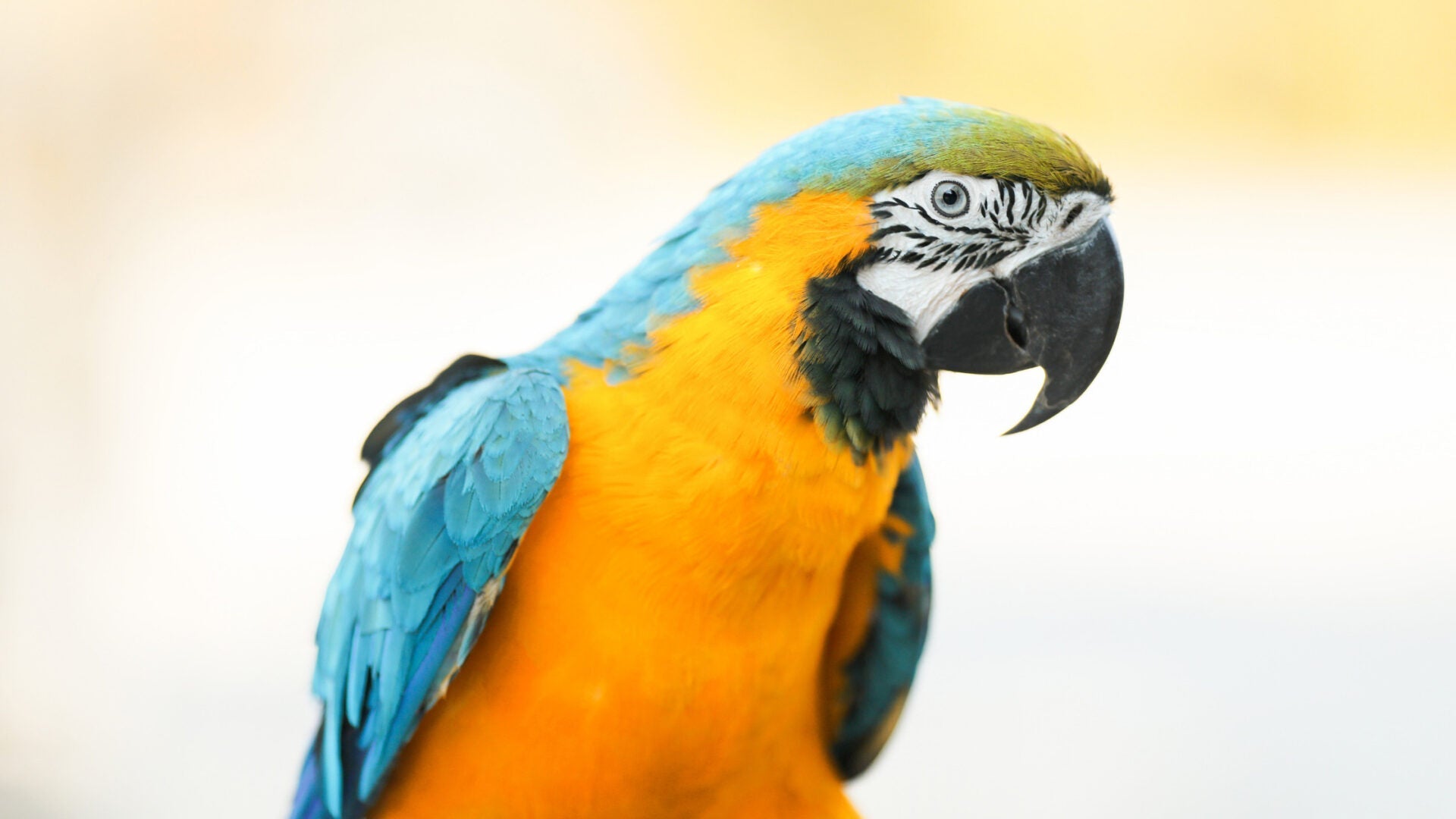 First Aid For Birds