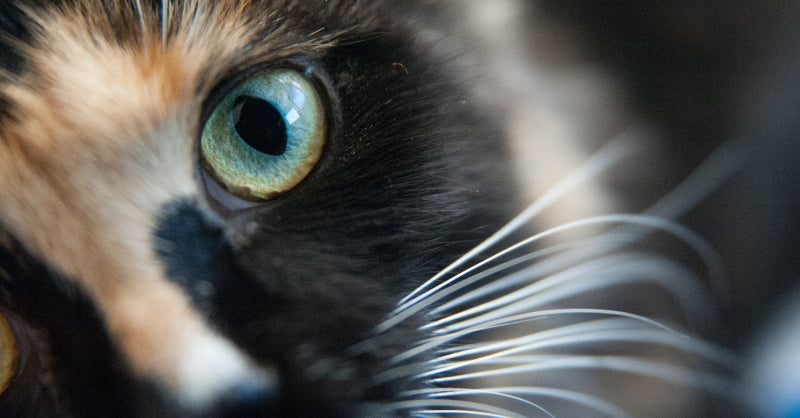 Treating Cat Conjunctivitis