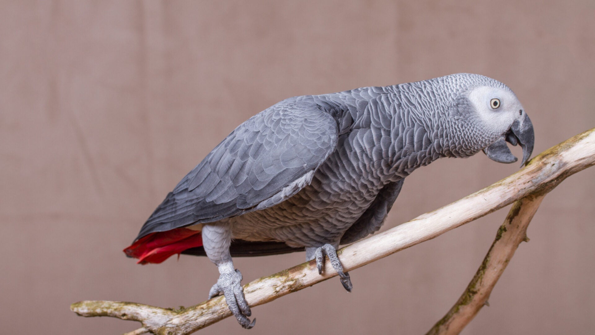 Hypochlorous Acid | Treating Bird Injuries | VetMed