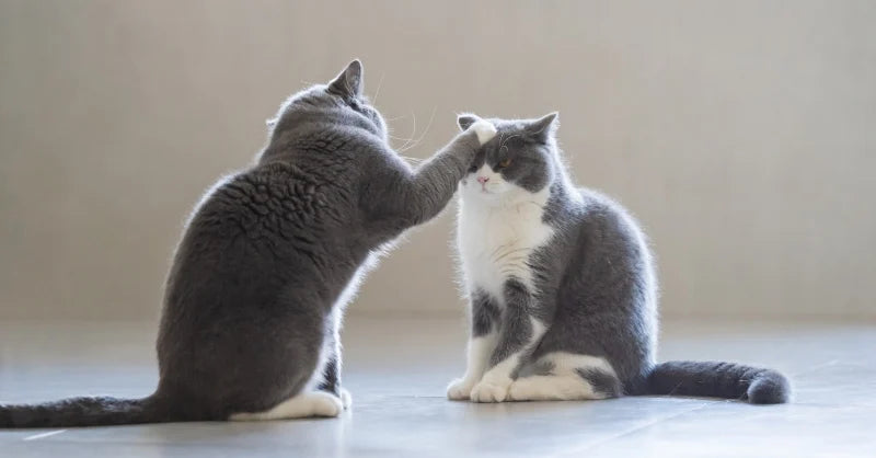Help! I need to treat cat fight injuries!