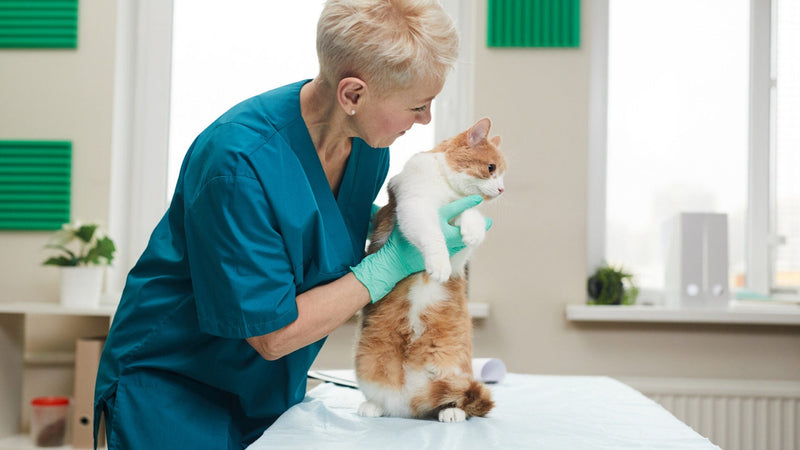 Treating Cat Wounds