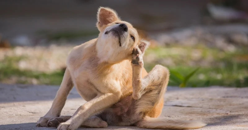 Hypochlorous Acid | Non-irritating | HOCl is a naturally occurring molecule that we have replicated. It fights bacteria and supports gentle healing \ HOCl is a naturally occurring molecule that we have replicated. It fights bacteria and supports gentle healing | HOCl | VetMed