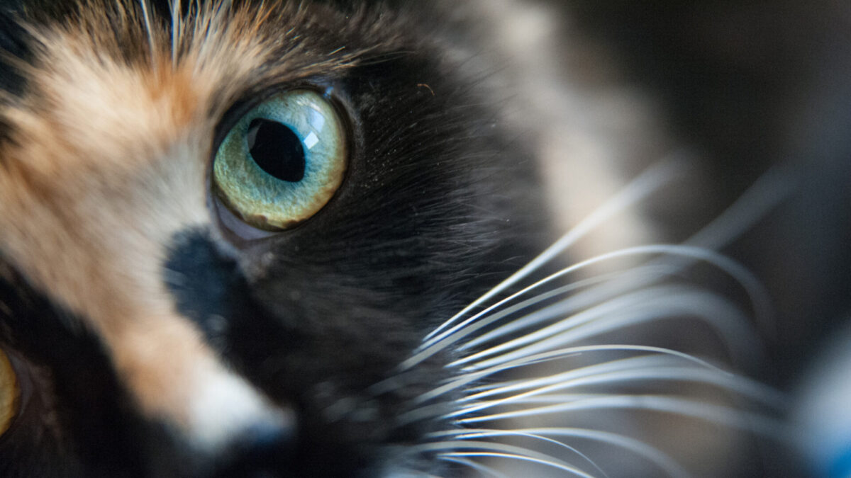 Treating Cat Conjunctivitis VetMedX Animal Wellness